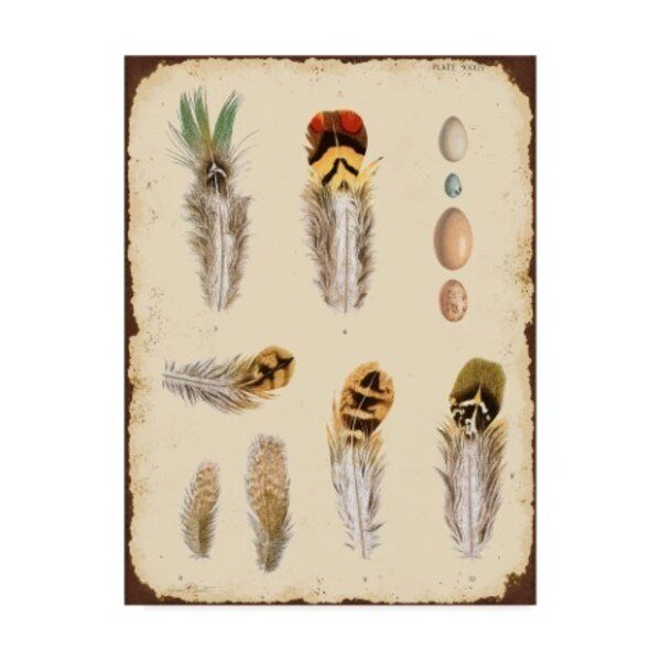Jean Plout 'Vintage Feather' Canvas Art, 35x47, Trademark Fine Art, Mfr#: ALI30080-C3547GG